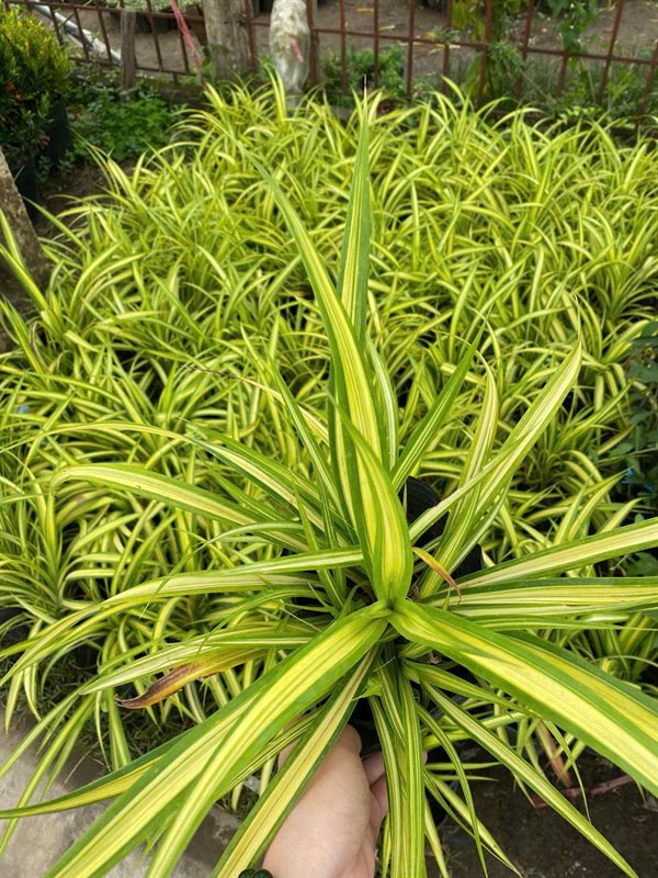 Dứa Vạn Pháp