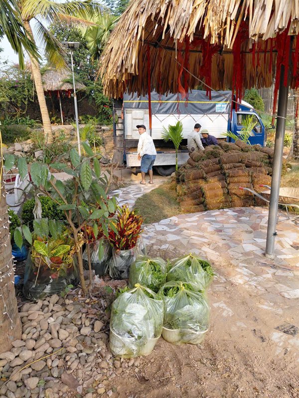 Giao cỏ và cây tận nơi